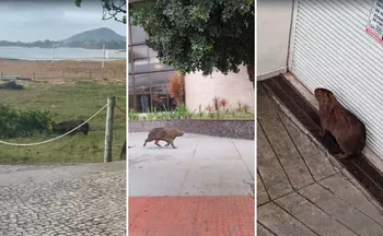 Imagem ilustrativa da imagem Capivara entra em hotel após ser flagrada "passeando" pela orla de Camburi