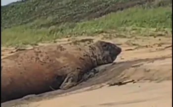 Imagem ilustrativa da imagem Elefante-marinho surpreende banhistas ao descansar em praia de Linhares