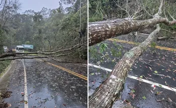 Imagem ilustrativa da imagem Temporal derruba árvores, arranca telhados e alaga ruas no ES