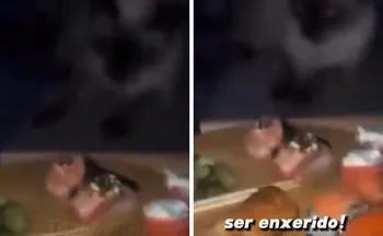 Imagem ilustrativa da imagem VÍDEO: influenciadora capixaba dá tapa em gato e é multada em Vila Velha