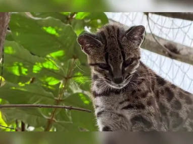 Imagem ilustrativa da imagem Brasileiro descobre nova espécie de felino após 100 anos