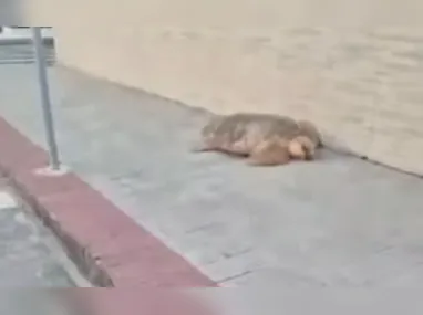 Câmera de videomonitoramento registrou o momento em que o cachorro foi chutado pelo homem