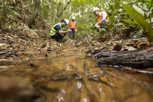 Imagem ilustrativa da imagem Restauração ambiental impulsiona desenvolvimento regional em MG e ES