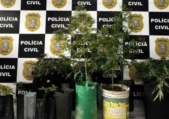 Imagem ilustrativa da imagem 15 pés de maconha são apreendidos em estrutura de cultivo clandestino na Serra