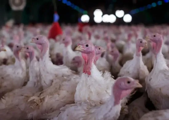 Imagem ilustrativa da imagem Agricultura confirma foco de doença de Newcastle em Santa Catarina
