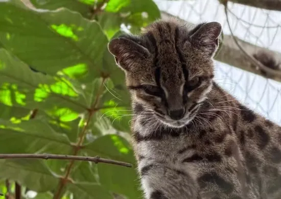 Imagem ilustrativa da imagem Brasileiro descobre nova espécie de felino após 100 anos