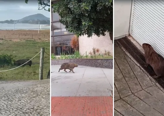 Imagem ilustrativa da imagem Capivara entra em hotel após ser flagrada "passeando" pela orla de Camburi