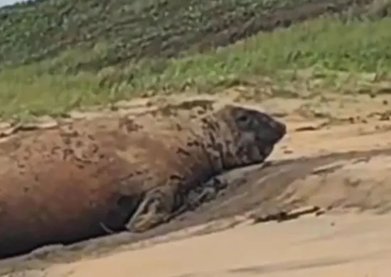 Imagem ilustrativa da imagem Elefante-marinho surpreende banhistas ao descansar em praia de Linhares