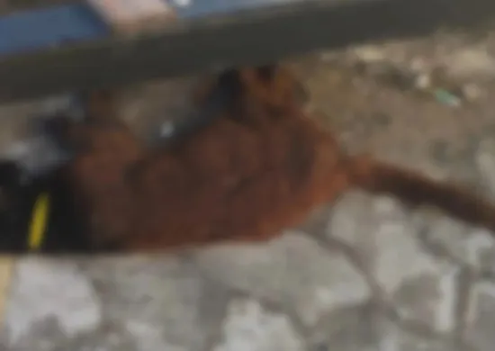 Imagem ilustrativa da imagem Morte de gatos em Vila Velha: laudo aponta traumatismo em um dos animais