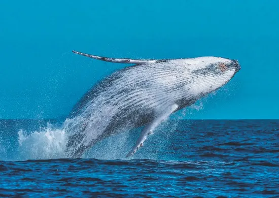 Imagem ilustrativa da imagem Satélites vão rastrear baleias no litoral do Espírito Santo