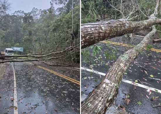 Imagem ilustrativa da imagem Temporal derruba árvores, arranca telhados e alaga ruas no ES