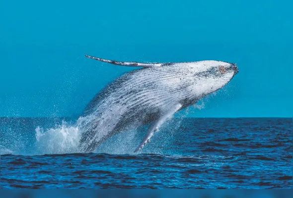 Imagem ilustrativa da imagem Satélites vão rastrear baleias no litoral do Espírito Santo