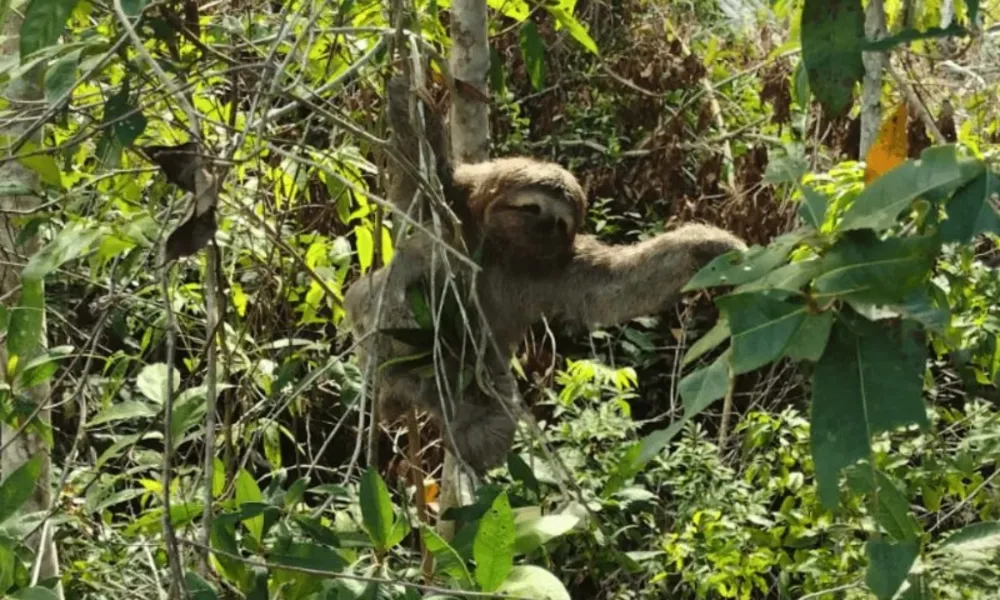 Bicho-preguiça é resgatado na BR-101 no Norte do ES. Veja fotos