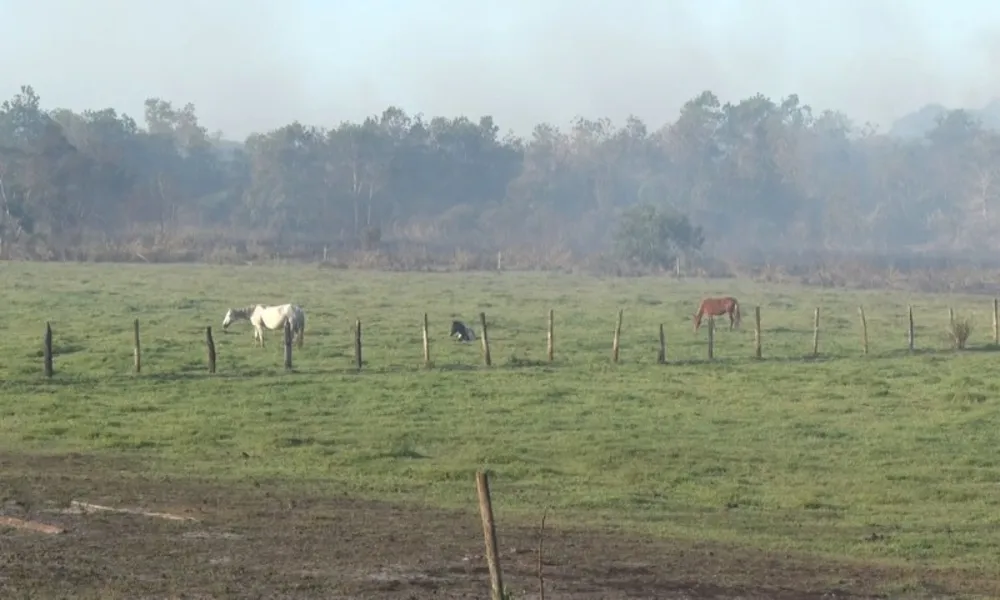 Imagens mostram destruição em área de vegetação em Guarapari causada por incêndio