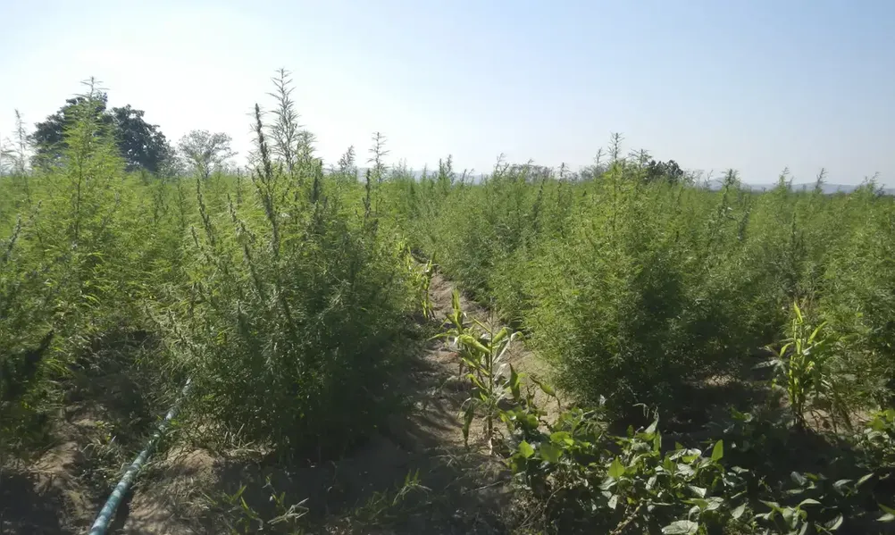 Segunda edição da ExpoCannabis apresenta novos usos da planta