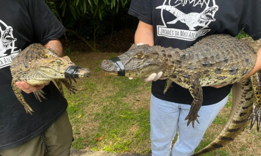 Três jacarés são resgatados em 24h em áreas urbanas pelo Projeto Caiman