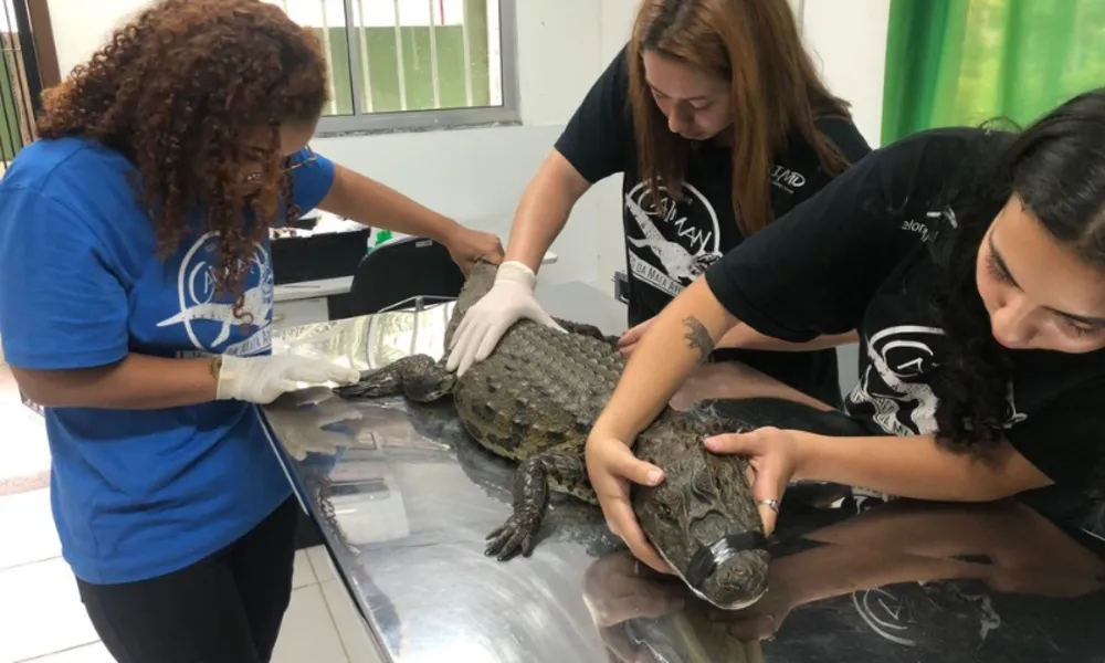 Três jacarés são resgatados em 24h em áreas urbanas pelo Projeto Caiman