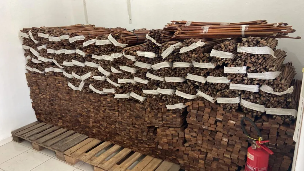 Instrumentos musicais eram feitos com madeira de Pau-Brasil extraída, diz PF