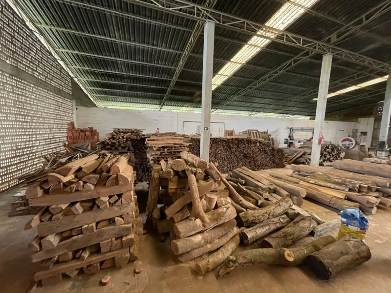 Instrumentos musicais eram feitos com madeira de Pau-Brasil extraída, diz PF
