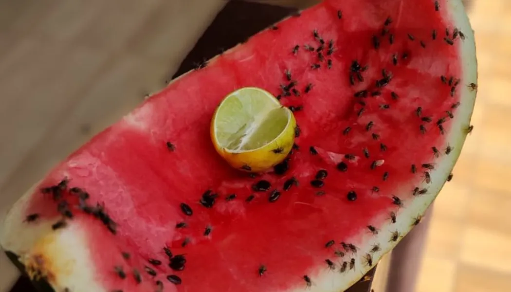 VÍDEO | Moradores bloqueiam rodovia em protesto contra moscas em cidade do ES