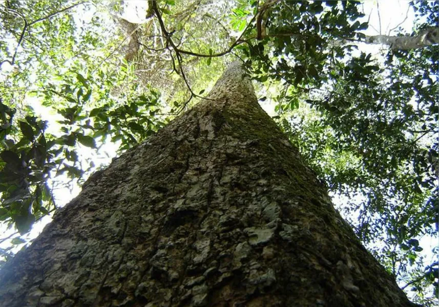 Conheça alguns dos pontos turísticos de João Neiva