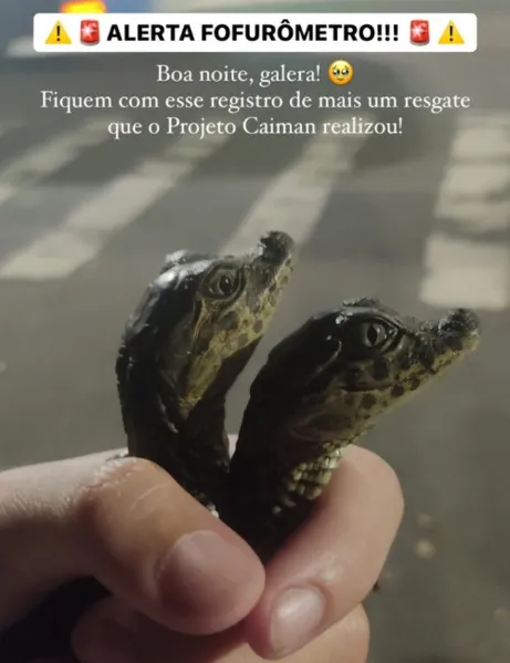 Filhotes de jacaré são resgatados na Serra