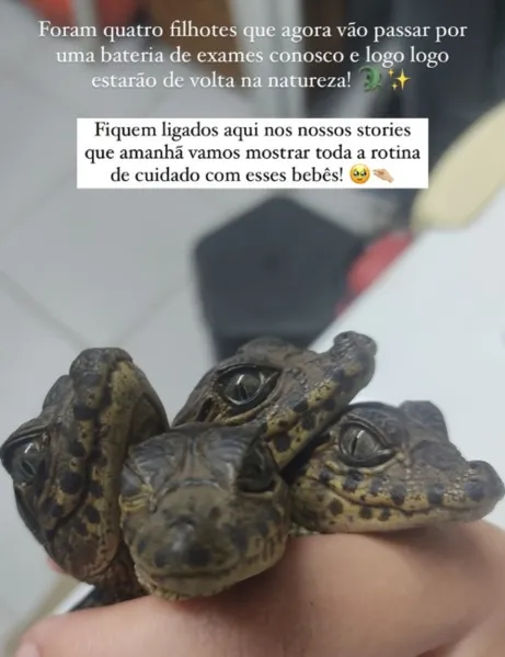 Filhotes de jacaré são resgatados na Serra