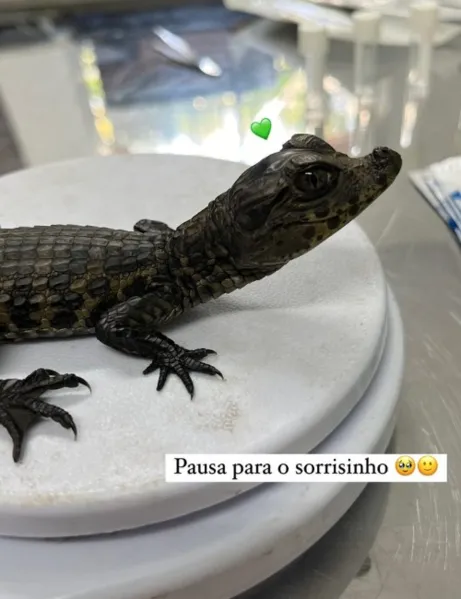 Filhotes de jacaré são resgatados na Serra