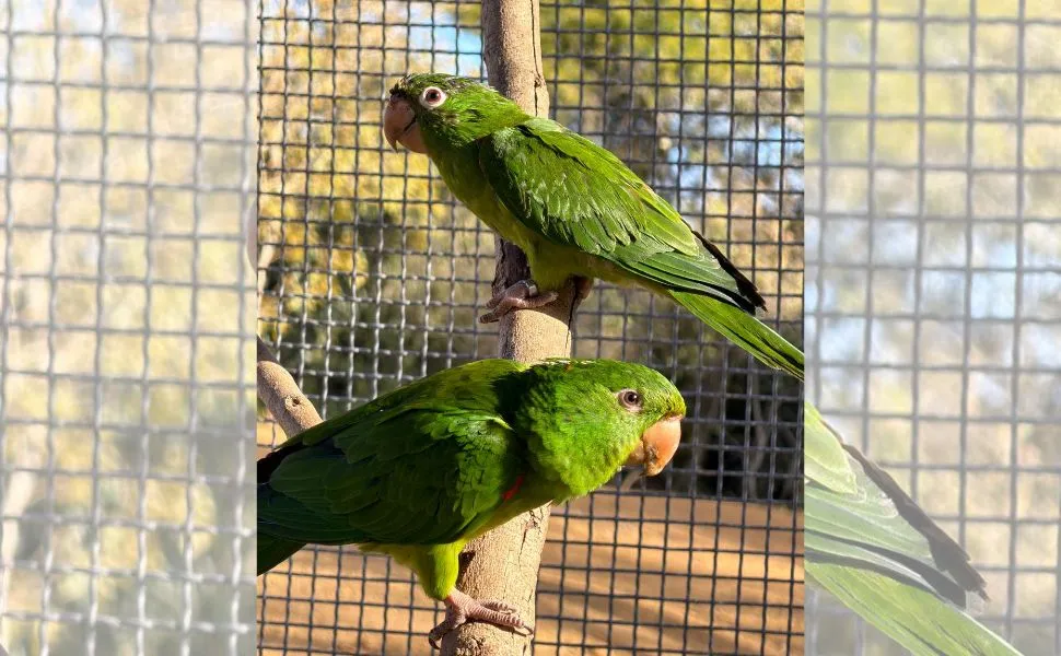 Total de 140 animais silvestres resgatados são devolvidos à natureza em Guaçuí