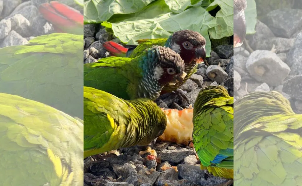 Total de 140 animais silvestres resgatados são devolvidos à natureza em Guaçuí