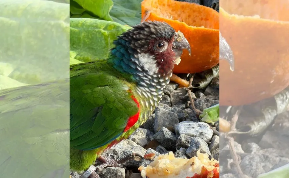Total de 140 animais silvestres resgatados são devolvidos à natureza em Guaçuí