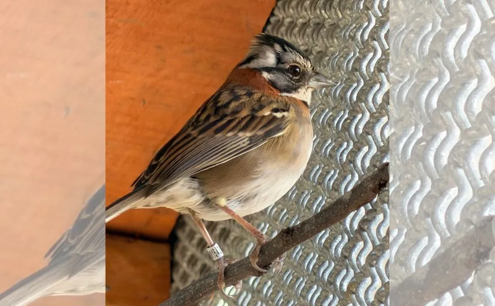 Total de 140 animais silvestres resgatados são devolvidos à natureza em Guaçuí