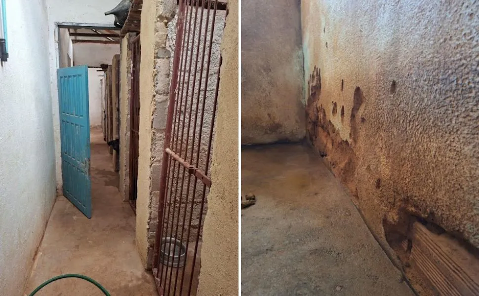 Justiça manda Domingos Martins agir para proteger animais em canil