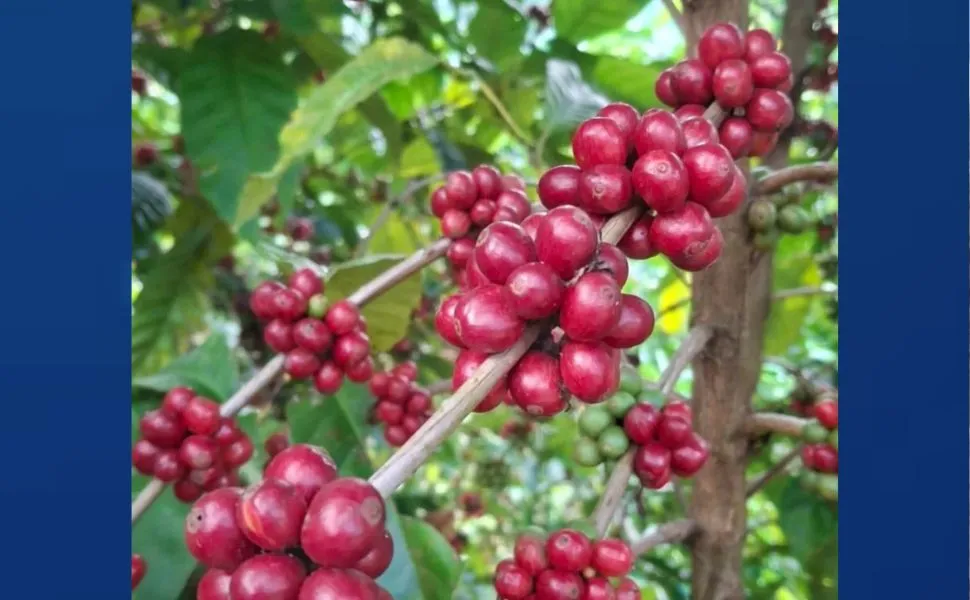 Engenheiras mudam a rota profissional e investem no café