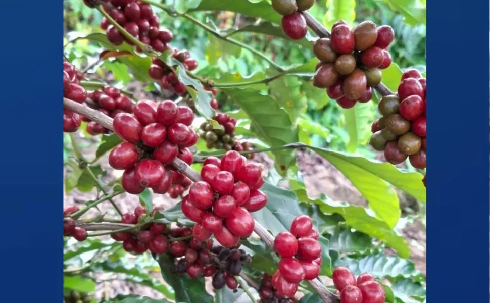 Engenheiras mudam a rota profissional e investem no café