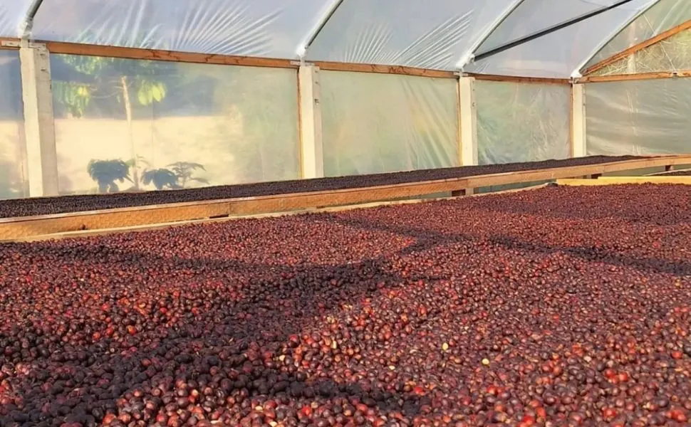 Engenheiras mudam a rota profissional e investem no café