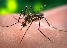 Mosquito Aedes Aegypti  é o responsável por transmitir chikungunya, zika e dengue: especialistas fazem alerta.