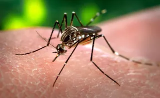 Imagem ilustrativa da imagem Mosquitos têm horário para atacar? Roupa escura atrai mais mosquito? O que é fato?