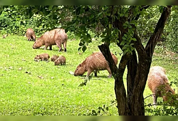 Capivaras no campus da Ufes em Goiabeiras, na capital: orientação de especialistas é não se aproximar.