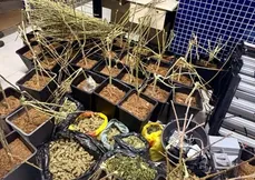 Foram apreendidos diversos pés de maconha