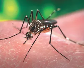 Imagem ilustrativa da imagem Quem eram os pacientes que morreram por dengue e febre Oropouche no ES em 2025?