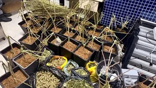 Imagem ilustrativa da imagem Polícia encontra estufa de pés de maconha dentro de casa em Vila Velha