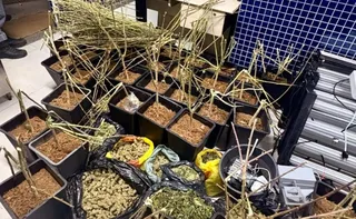 Imagem ilustrativa da imagem Polícia encontra estufa de pés de maconha dentro de casa em Vila Velha