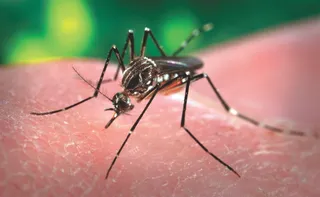 Imagem ilustrativa da imagem Quem eram os pacientes que morreram por dengue e febre Oropouche no ES em 2025?