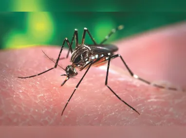 Imagem ilustrativa da imagem Quem eram os pacientes que morreram por dengue e febre Oropouche no ES em 2025?