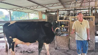 Imagem ilustrativa da imagem Luxo nas montanhas: vacas "milionárias" ganham destaque em concurso no ES