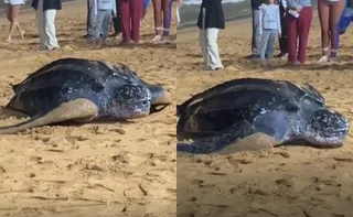 Imagem ilustrativa da imagem Espécie de tartaruga gigante ameaçada de extinção é vista na praia de Jacaraípe