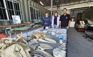 Imagem ilustrativa da imagem Guarapari tem maior museu de animais marinhos do País