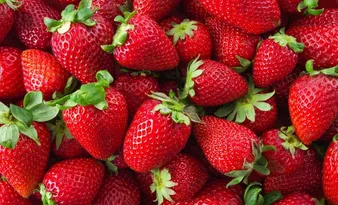 Imagem ilustrativa da imagem Morango do amor: saiba quanto a fruta rendeu para o ES no segmento rural em 2024