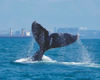 Imagem ilustrativa da imagem Tecnologia ajuda a evitar colisões entre navios e baleias no litoral capixaba